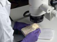 conservation ashmolean conservation