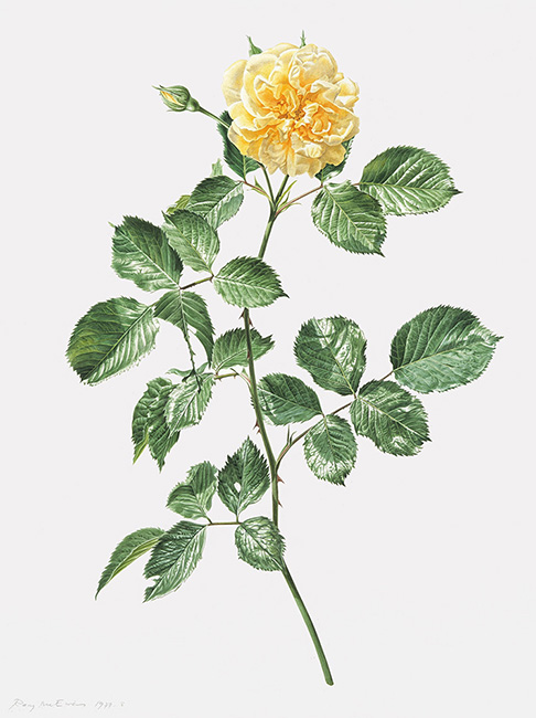 Study of a yellow rose by artist Rory McEwen in watercolour on vellum