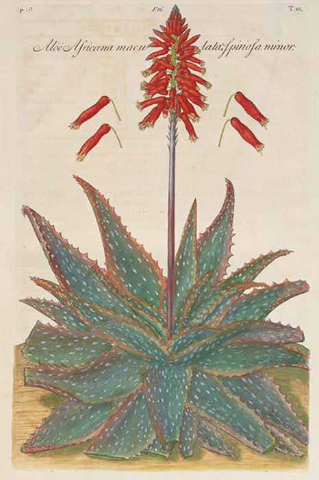 A colourful drawing of the Aloe Africana maculata plant by Dillenius from the 18th century