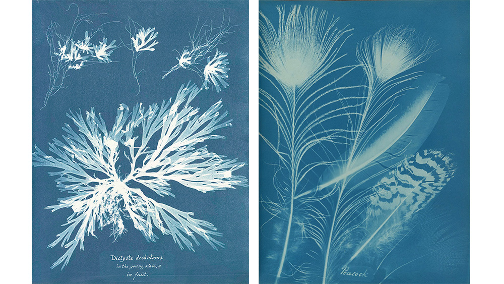 Botanist Anna Atkins pale blue cyanotopes of ferns, algae and feathers 
