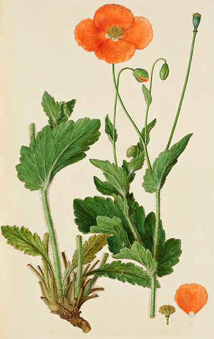 Orange Hairy poppy from Sbthorp's Flora graeca by illustrator Ferdinand Bauer