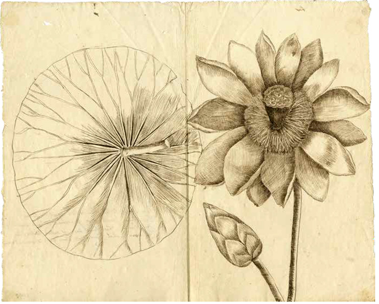 Field sketch of American lotus flower (species name is Nelumbo lutea) by naturalist Mark Catesby, from 1722 