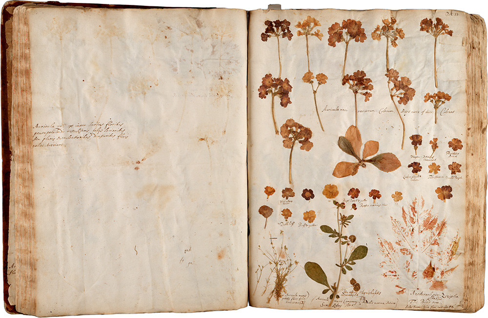 Bobart's Hortus siccus dried plants volume