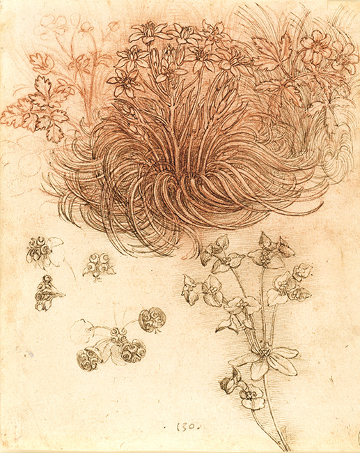 Star of Bethlehem drawing by da Vinci