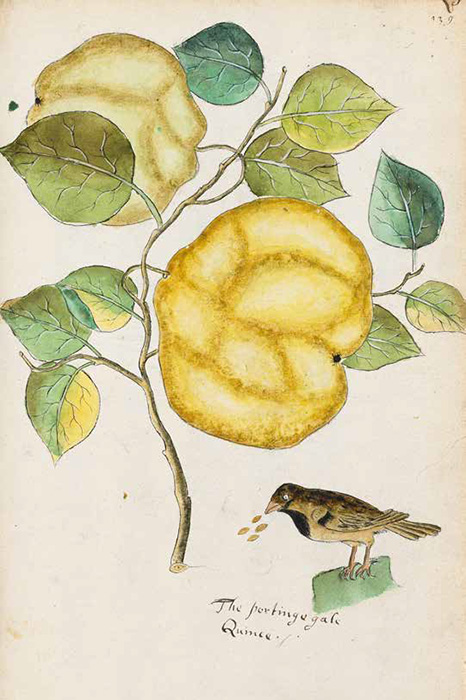 A watercolour illustration from the Tradescants' Orchard manuscript of a Portingale quince fruit with a bird sitting under the leaves