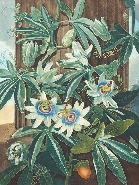 Beautiful blue passion flower illustration