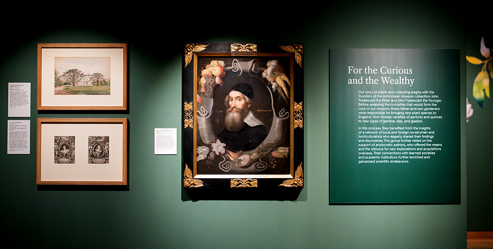 tradescant elder display ashmolean in bloom 1000px