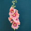 Duncan Grant Hollyhock, Charleston, Kate Friend, 2019