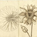 Nelumbo lutea biological drawing