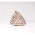Asiatic Elephant molar tooth photography, 2023, by artist Bettina von Zwehl