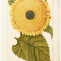 Sunflower illustration by Mary Somerset, 1703 