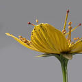 Plant model of yellow St John's Wort