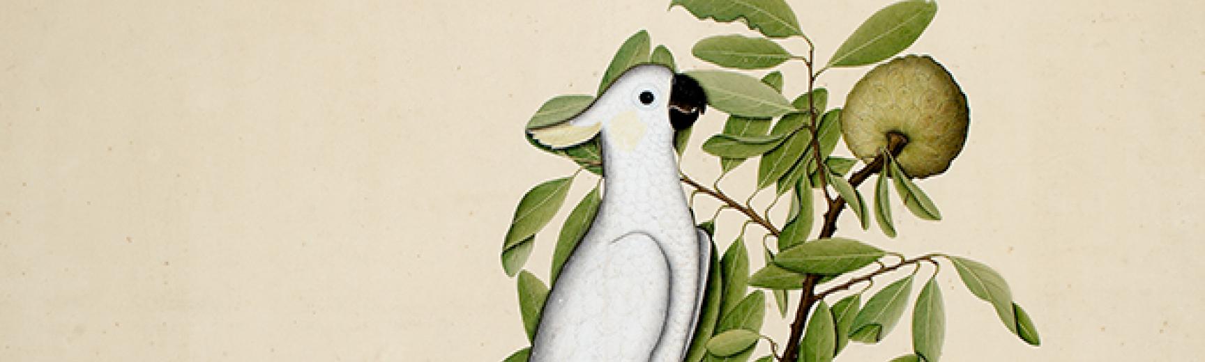 Sulphur-crested cockatoo (Cacatua galerita) on a custard apple branch (Annona reticulata)