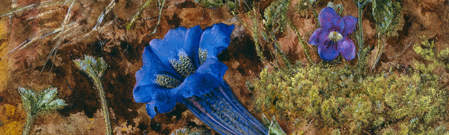 Detail of Gentian by John Brett