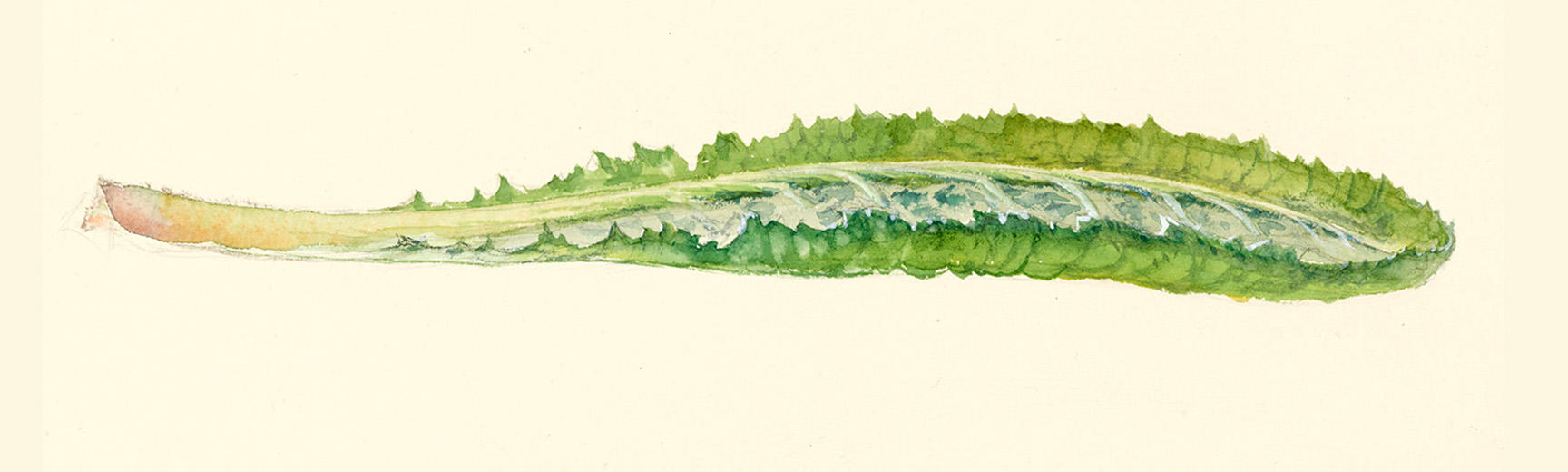 Enlarged drawing of a primrose leaf by Ruskin