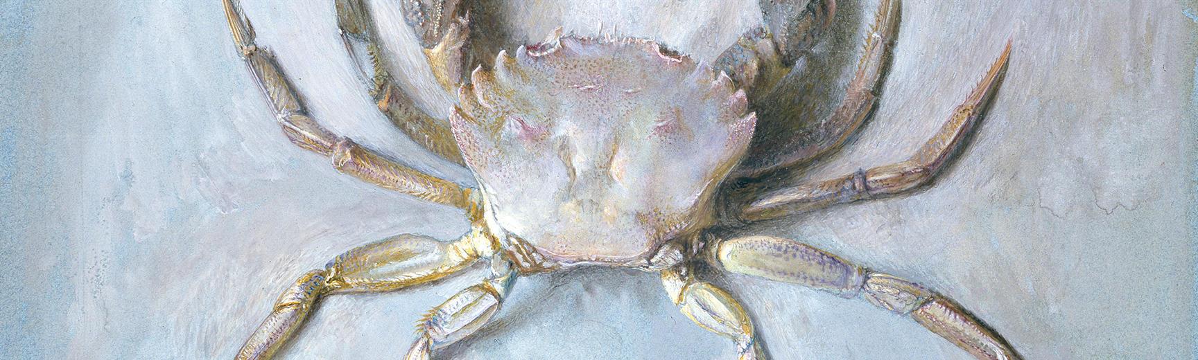 John Ruskin's silvery velvet crab drawing featured in the Pre-Raphaelites exhibition