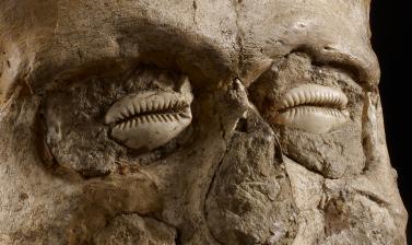 AN1955.565 Jericho Skull Around 7000BC