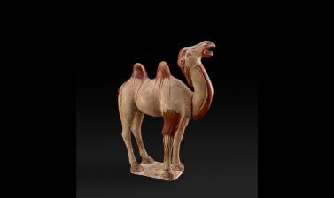 Camel, Tang Dynasty 