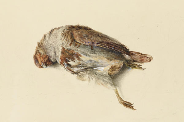 John Ruskin, Study of the Plumage of a Partridge