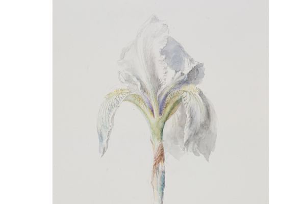 John Ruskin, Fleur-de-Lys (‘Iris Florentina’)
