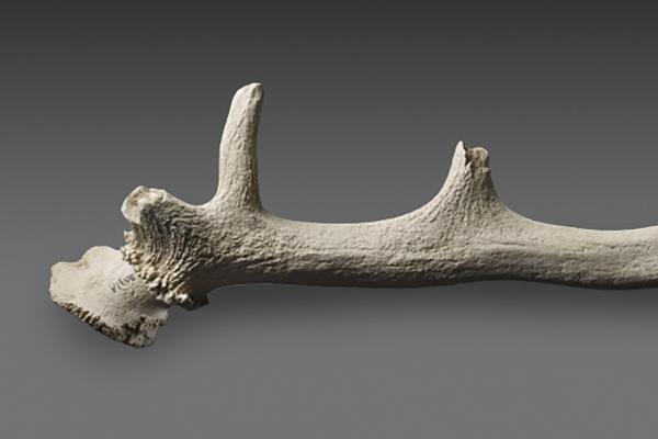 antler pick from stonehenge