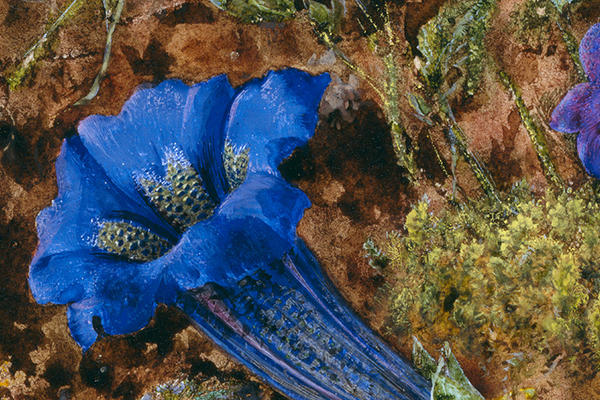 Detail of Gentian by John Brett