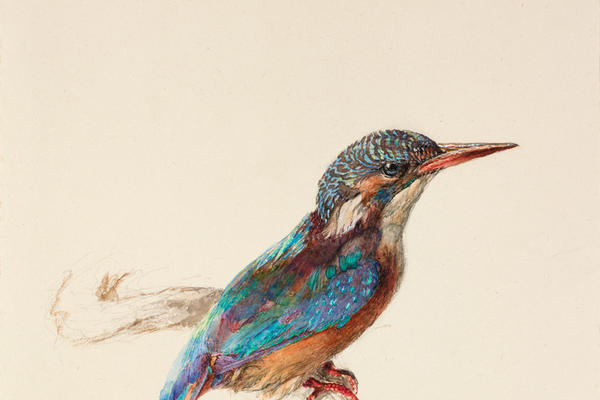 John Ruskin, Study of a Kingfisher with Dominant Reference to Colour