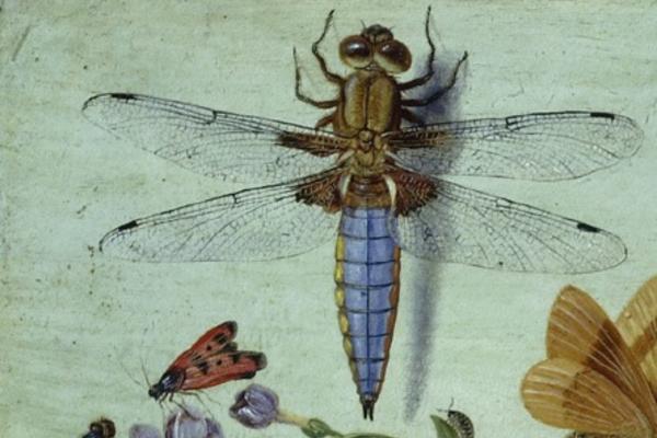 A dragonfly in a detail of a painting by Jan van Kessel, the Elder