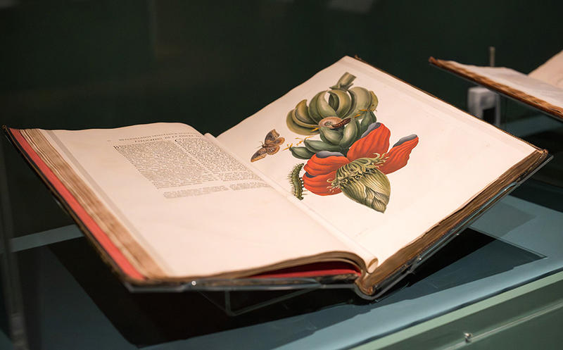 Exhibition display of the Banana blossom illustration in a beautiful bound volume in In Bloom exhibition