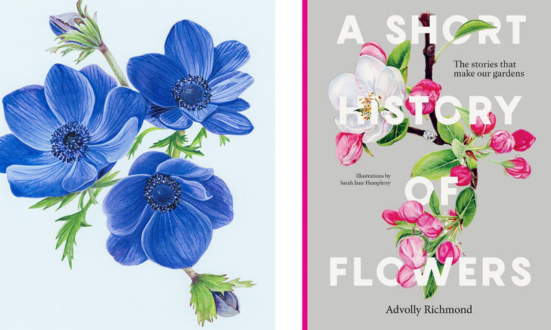 An illustration and the book cover from A Short History of Flowers by Advolly Johnson