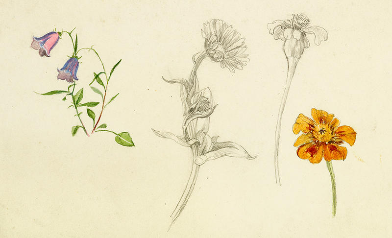 Studies of harebell and marigold flowers, 1880–1905, watercolour over graphite on cream paper Studies of harebell and marigold by May Morris