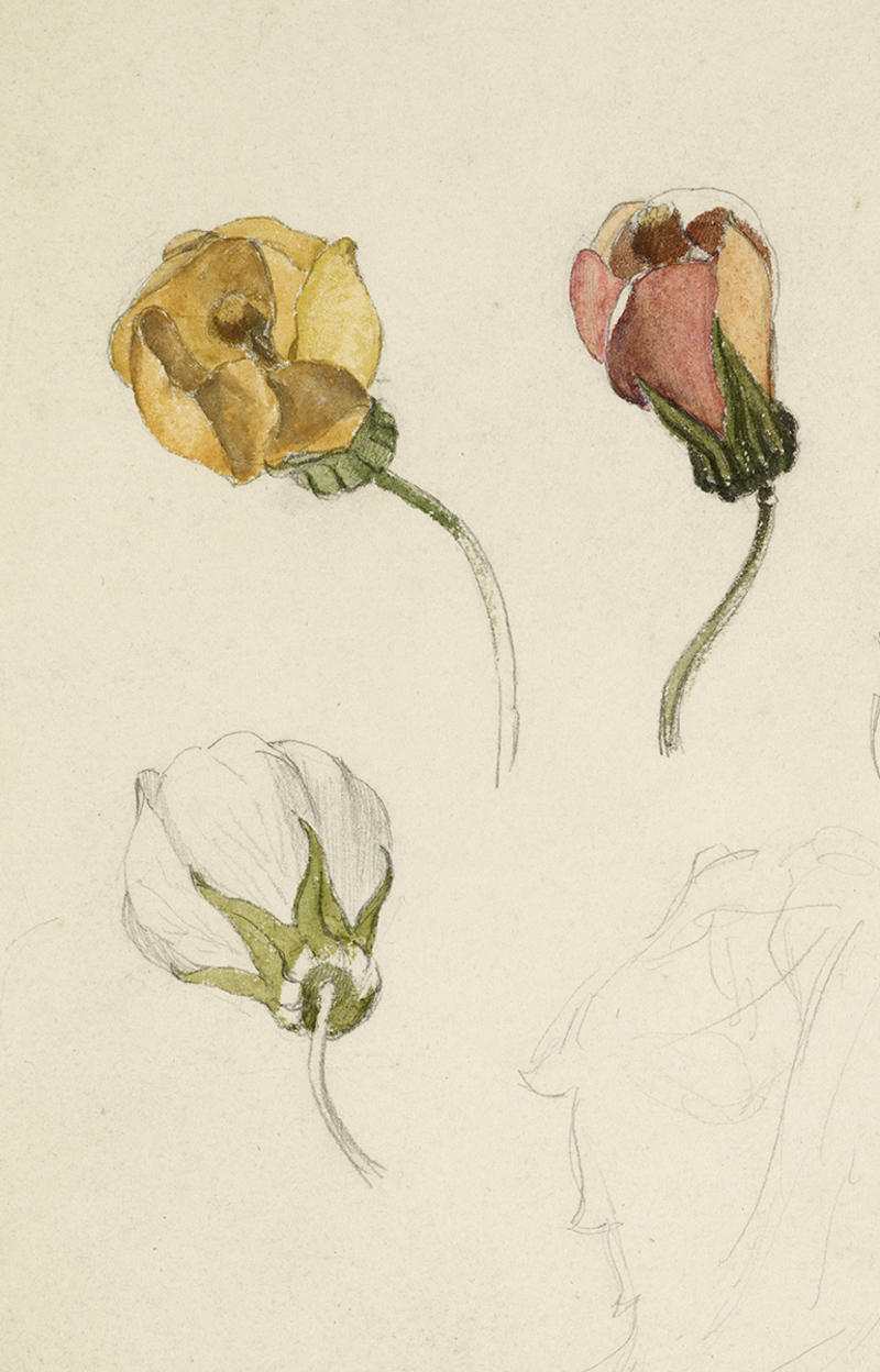 Three studies of rosebuds drawn in graphite and painted with yellow, green and pink watercolours