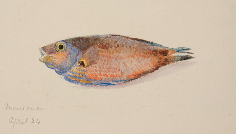 Sarah Acland's chromotope image of a fish Sarah Acland's chromotope image of a fish