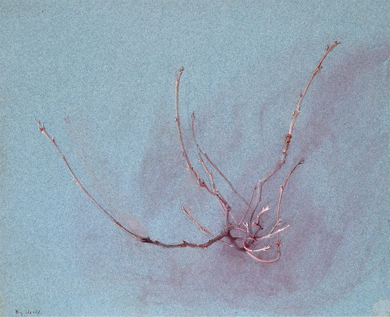Oak branch by Ruskin