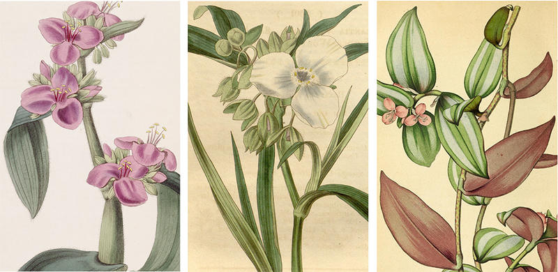 Three illustrations showing different common Tradescentia plants with blooms - known as spiderwort