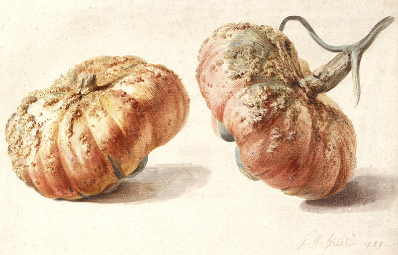 Study of two gourds by Jean-Baptiste Huet, 1785 Study of two gourds by Jean-Baptiste Huet, 1785