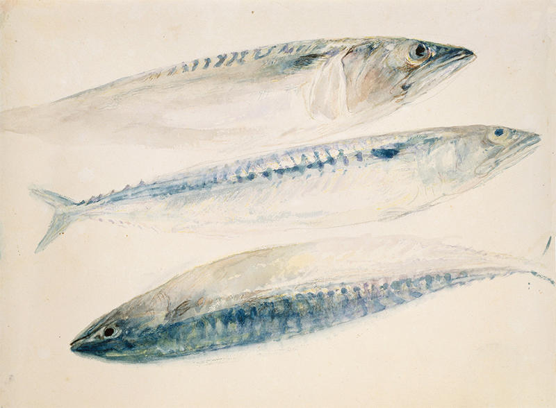 Sketch of Mackerel in watercolours by J M W Turner