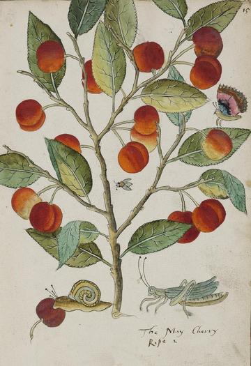 Colourful botanical design of a branch laden with cherry fruit, with snail eating a fallen cherry and a grasshopper beneath