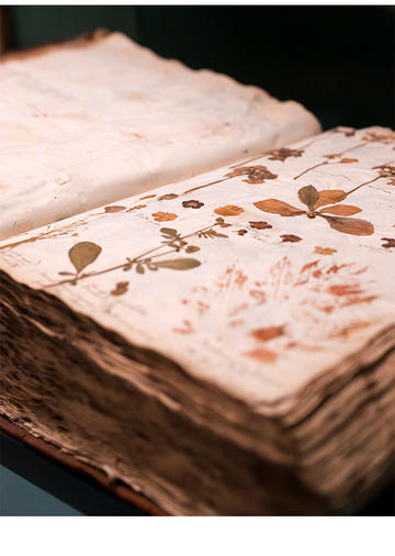 Open book display showing pressed plant specimens in The Hortus Siccus book of Jacob Bobart the Elder and Jacob Bobart the Younger