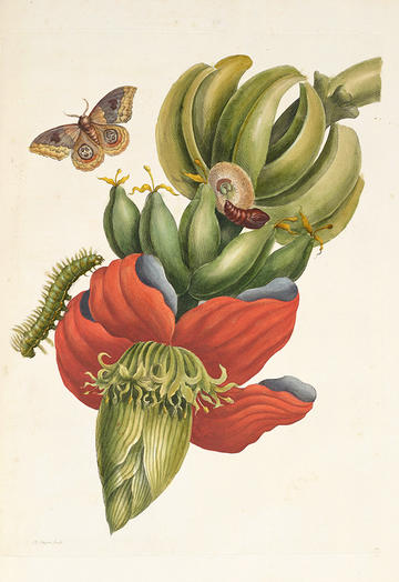 Coloured engraving of banana blossom with life stages of Bullseye moth pictured on the plant by artist Maria Sibylla Merian, 1726