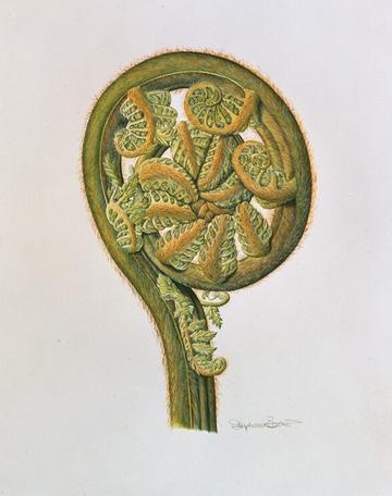 Curled up tree fern stem and leaves