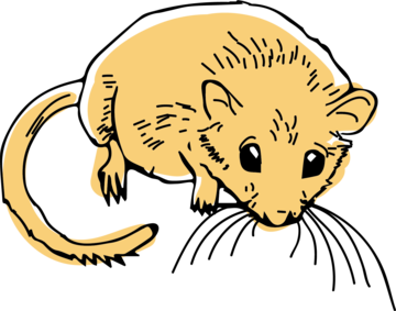 Drawing of a dormouse