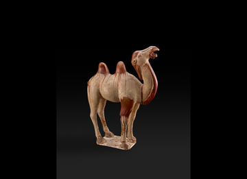 Camel, Tang Dynasty 