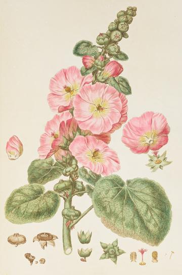 Botanical illustration of bright pink hollyhock plant