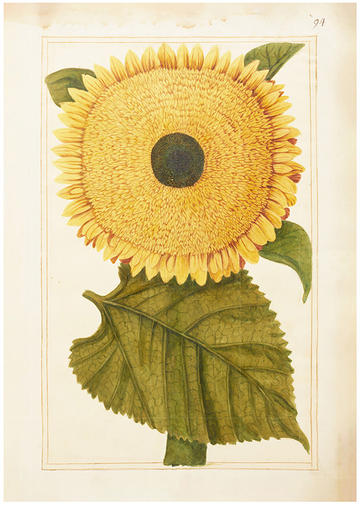 Sunflower illustration by Mary Somerset, 1703 