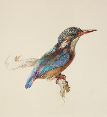 John Ruskin, Study of a Kingfisher with Dominant Reference to Colour John Ruskin, Study of a Kingfisher with Dominant Reference to Colour