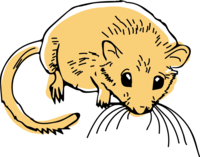 Drawing of a dormouse